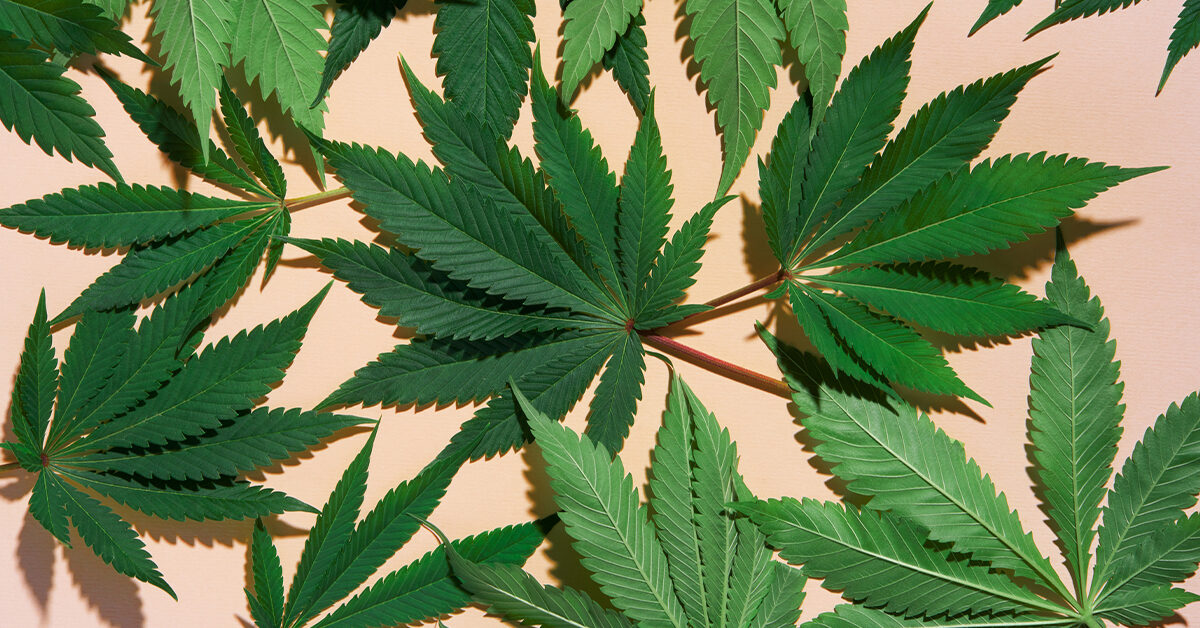 Marihuana bei Arthritis-Schmerzen: Hilft es und wie wird es verwendet?