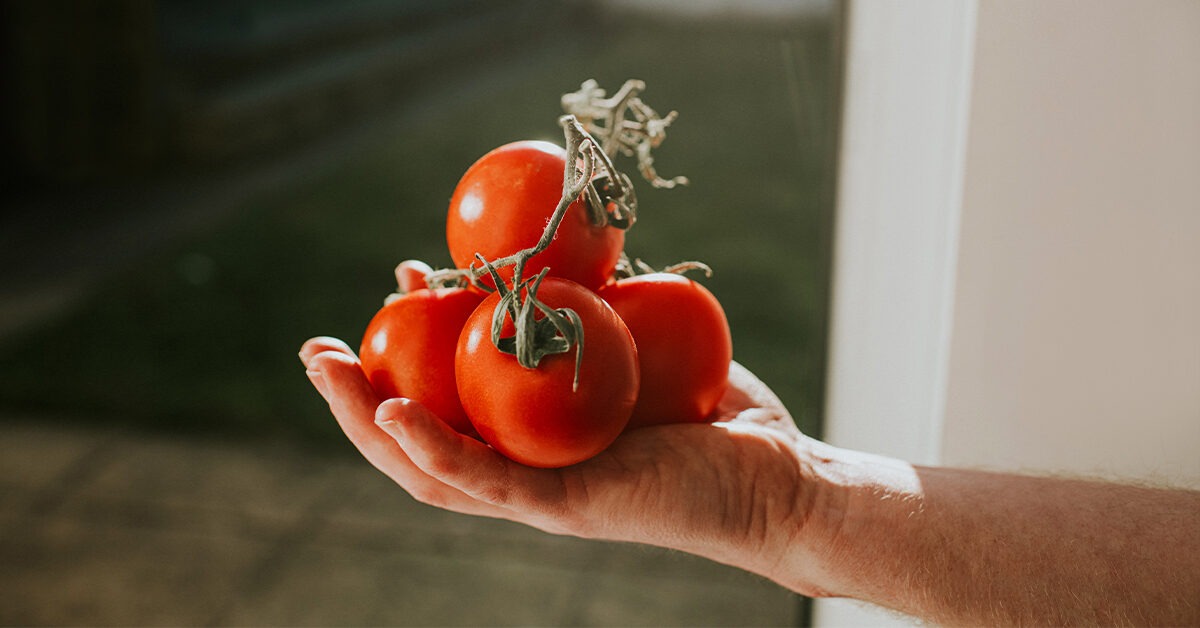 Machen Tomaten Gicht schlimmer?