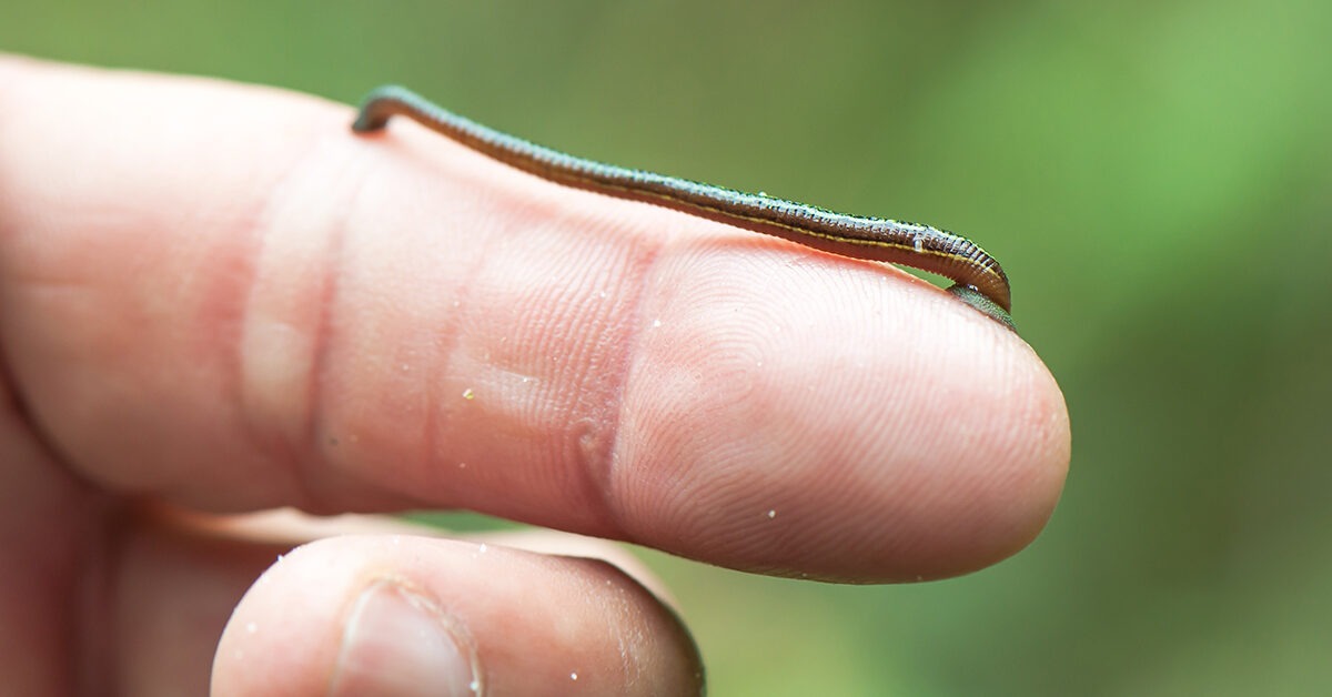 So entfernen Sie einen Blutegel Schritte, Behandlung und mehr MTE Leben